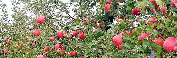 ふじりんご果樹園