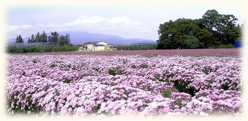 もって菊の畑