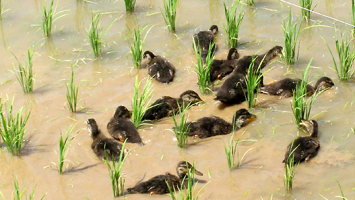 合鴨が泳ぐと水が濁る。これも抑草効果に。