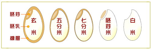 胚乳 - Endosperm - JapaneseClass.jp