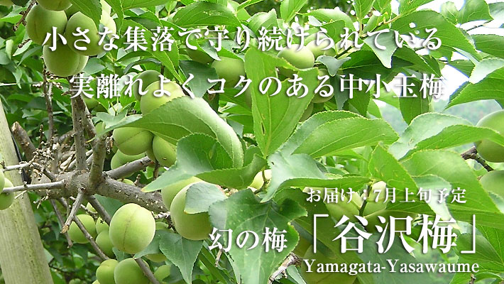 谷沢梅