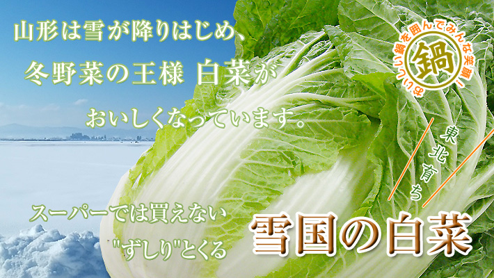 白菜の通販 （白菜漬けやキムチ用においしい白菜を）