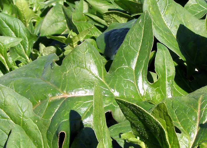 東洋種のほうれん草「赤根ほうれん草」