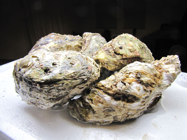 岩牡蠣の開け方 剥き方のコツや裏技 岩牡蠣の食べ方