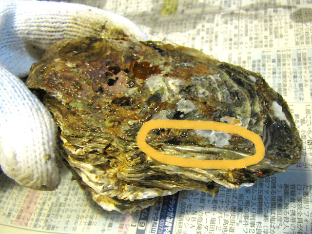 岩牡蠣の開け方 剥き方のコツや裏技 岩牡蠣の食べ方