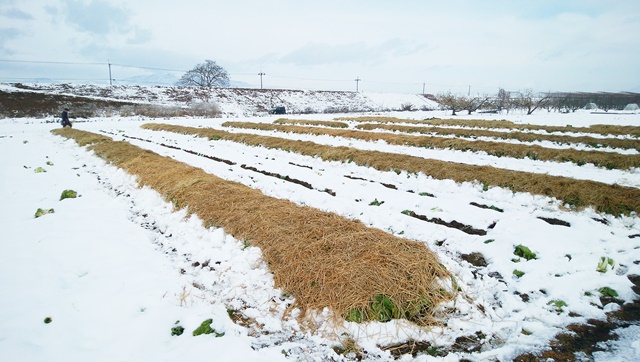 雪下白菜