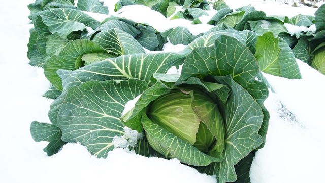 雪下キャベツ
