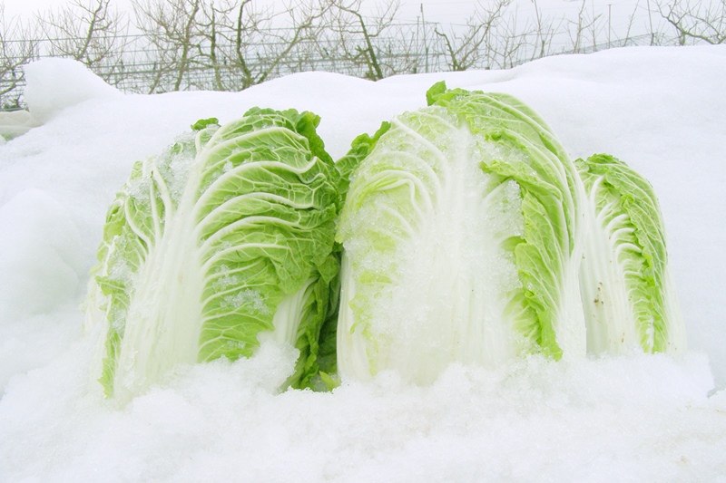 雪下野菜を山形より通販 大根 白菜 雪下キャベツ 雪下人参 毎年テレビなどで紹介